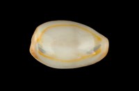 藏品(金環寶螺)的圖片